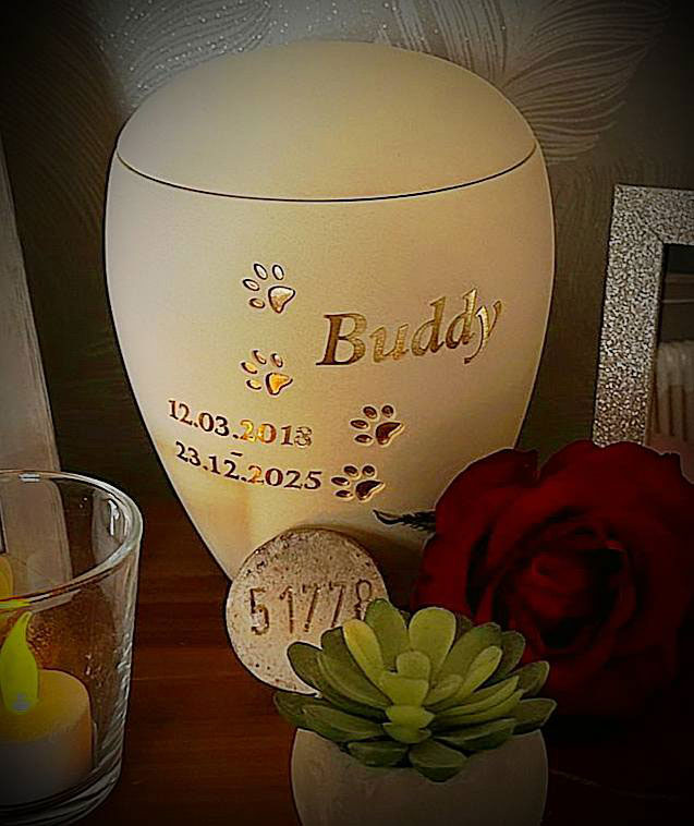 Buddy aus Pirmasens – Bild 2